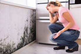 Why You Should Choose Our Mold Remediation Services in Altoona, PA